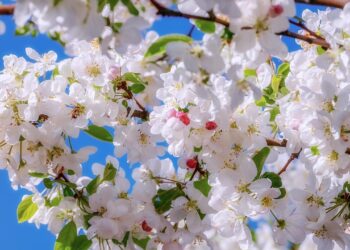 PST 2.944  *JA ÉS PRIMAVERA!!