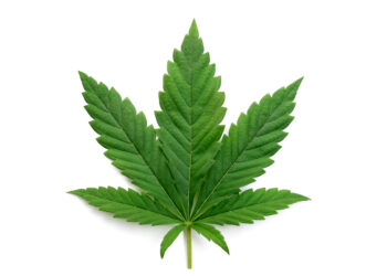 PST Nº2.962  DIA MUNDIAL DE LA MARIHUANA